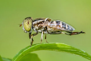insect-1129237_640